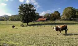 Plac, Dobrilovac · 2480m² · 89.500€ | SveNekretnine